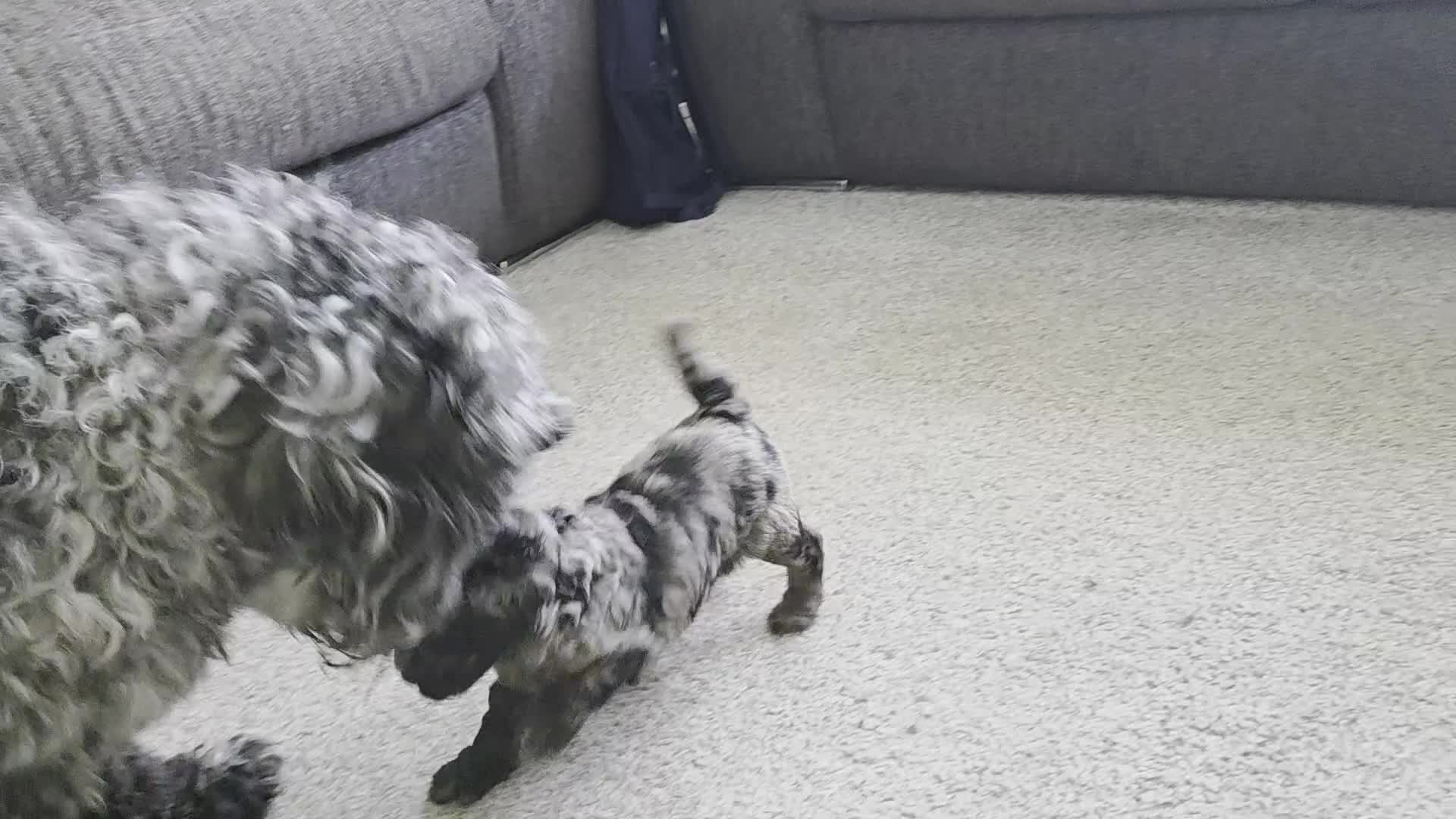 Cockapoo dogs for sale: Ready Now! Merle male F1b Cockapoo. Vet checked - Video 2