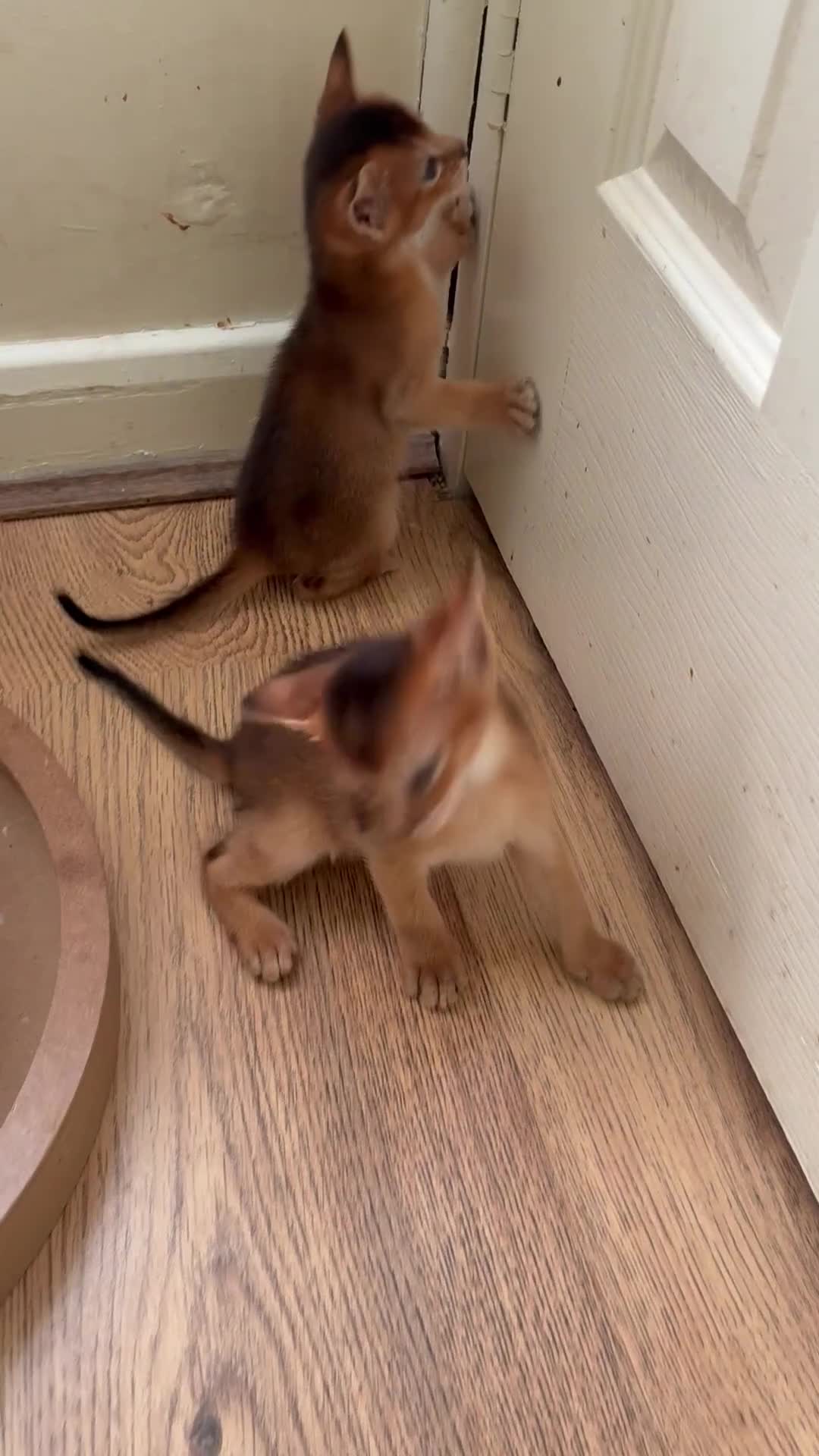 Abyssinian cats for sale: TICA 5* pedigree Abyssinian Kittens  - Video 1