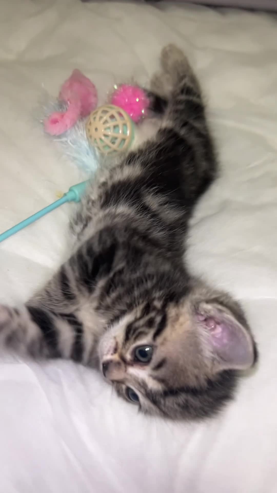 Mixed Breed cats for sale: Kittens :)  - Video 1