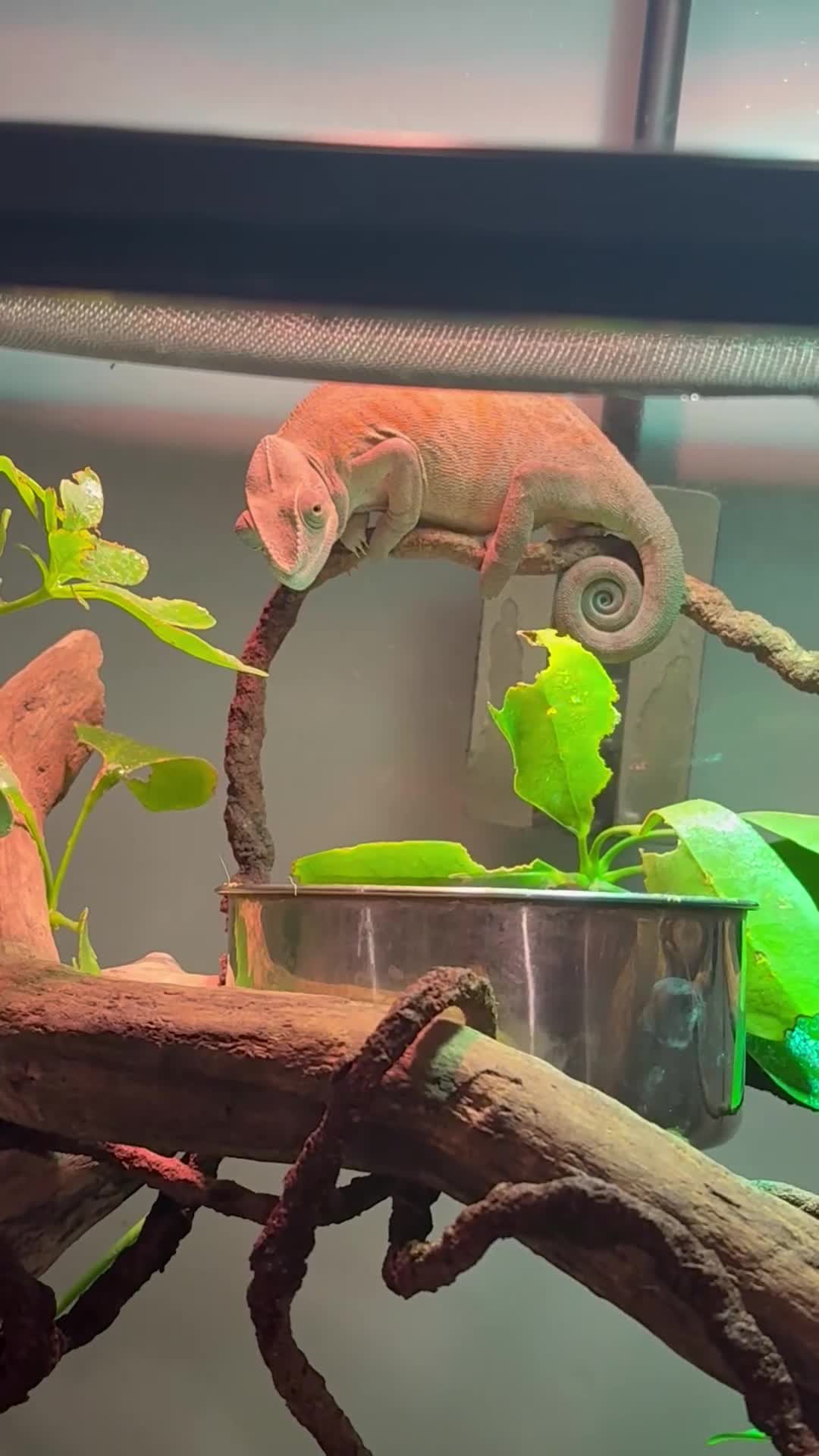 Chameleon reptiles for sale: Female Panther Chameleon - Video 2