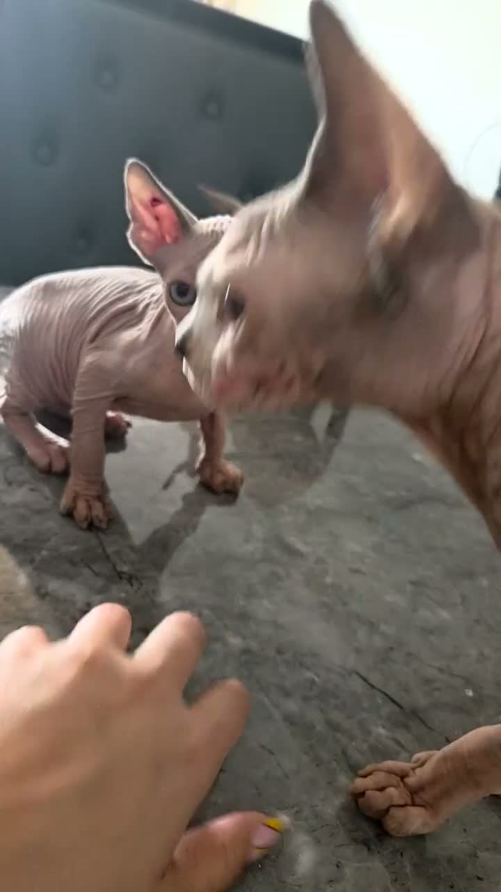 Sphynx cats for sale: 3 x sphynx kittens for sale - Video 3