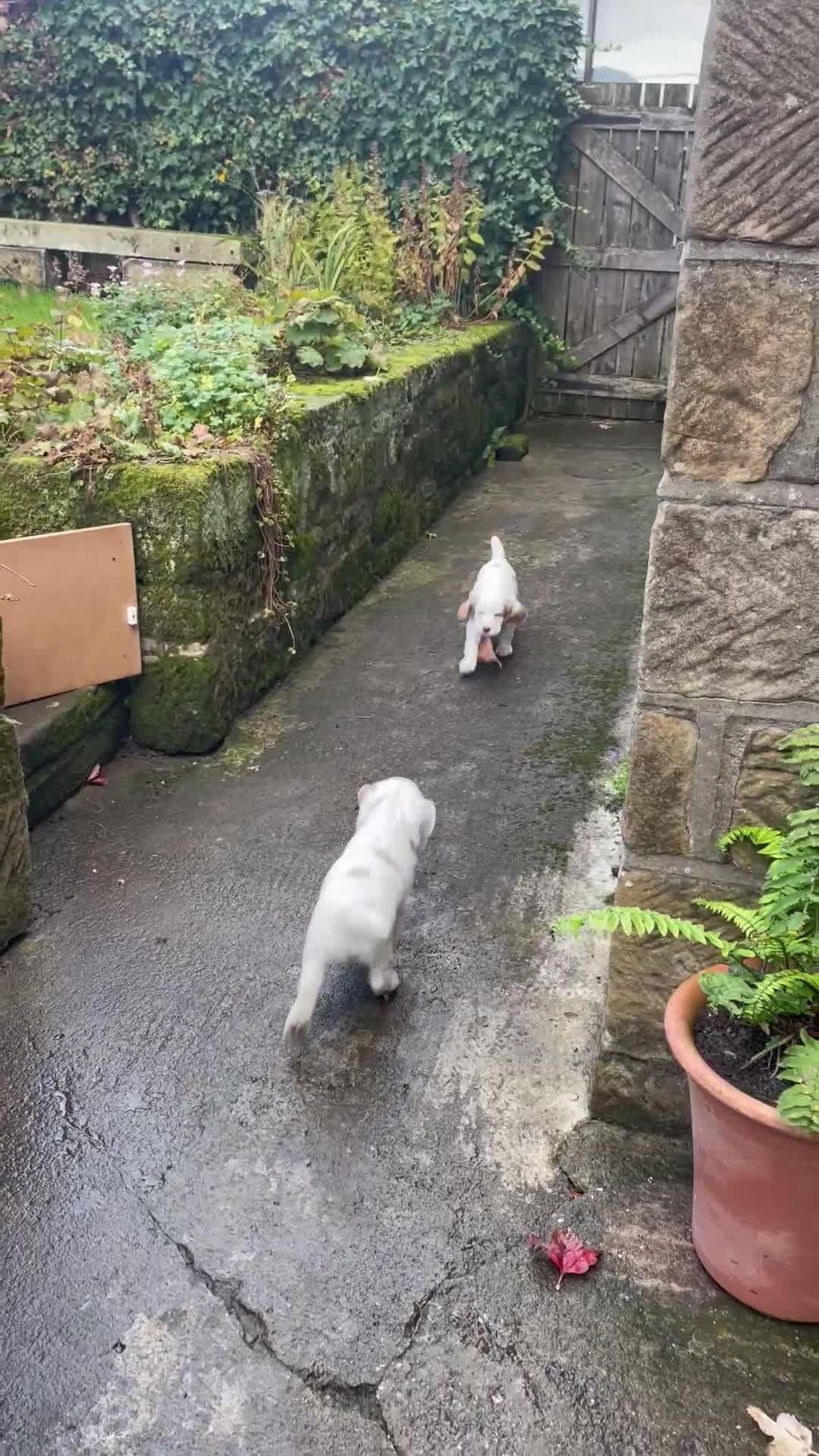 Clumber Spaniel dogs for sale: KC Working Clumber Spaniel - 2 boys available  - Video 3