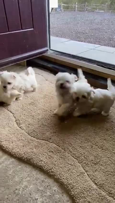 Maltese dogs for sale: 3 boys Maltese puppies  in Sittingbourne - Video 1