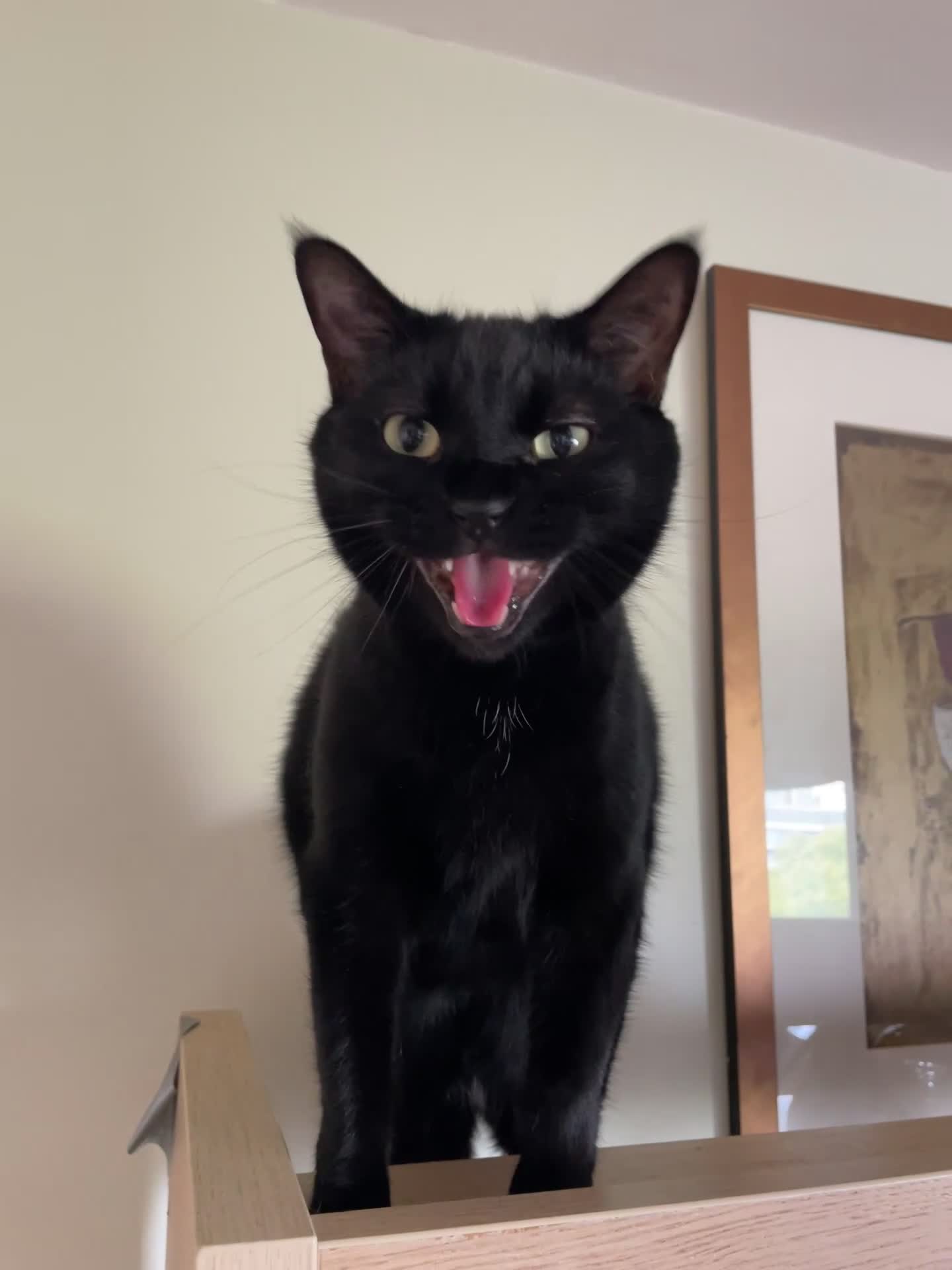 Mixed Breed cats for sale: Loving 4 Year Old Cat Looking for a Forever Home - Video 1