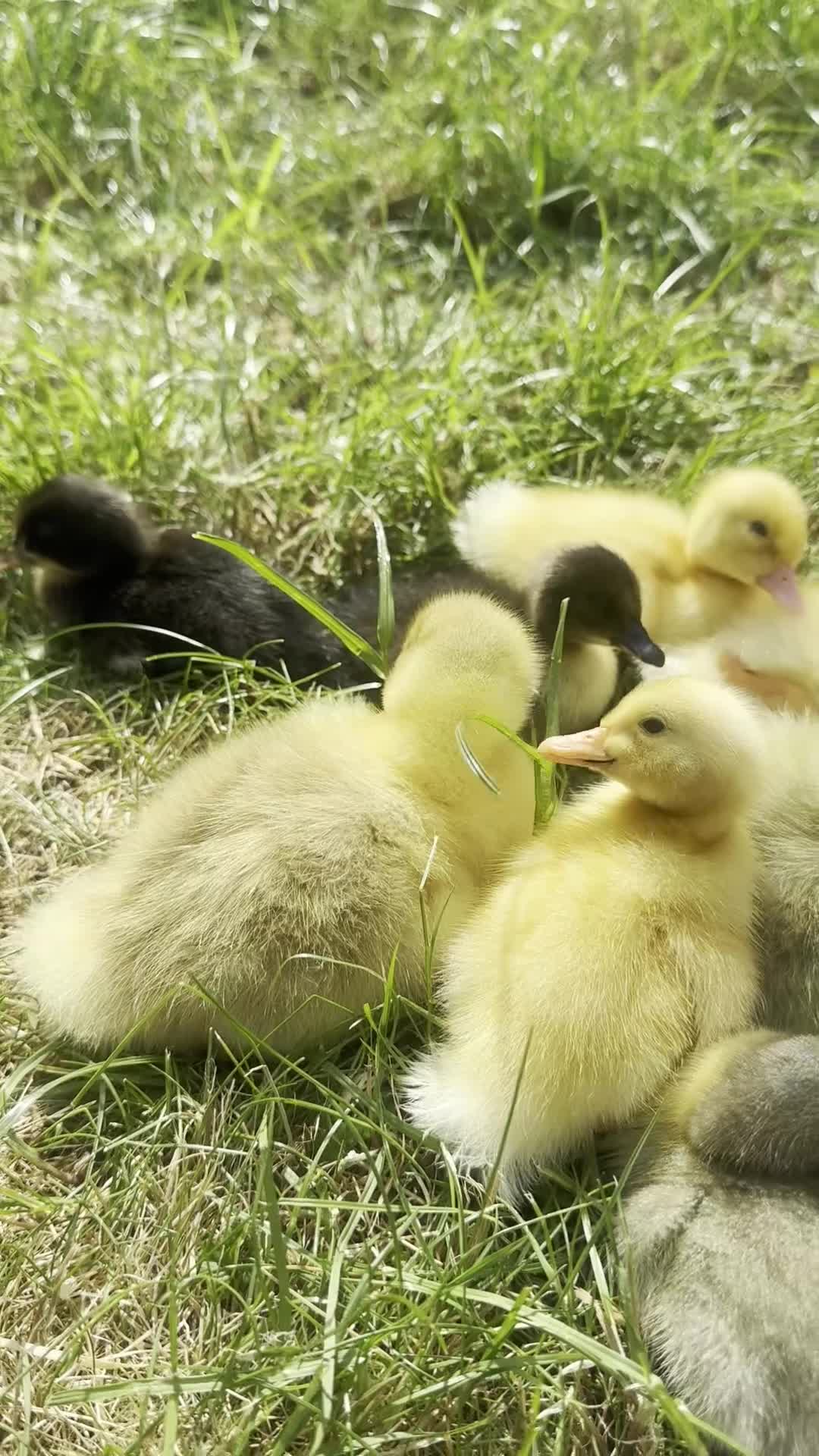 Geese poultry for sale: white sebastopol goslings in Biggleswade - Video 1