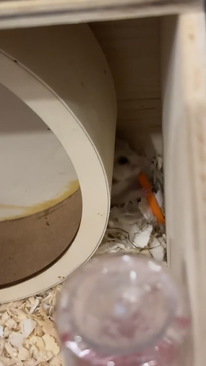 Hamster rodents for sale: Syrian hamster ( female) in Stoke-on-Trent - Video 2
