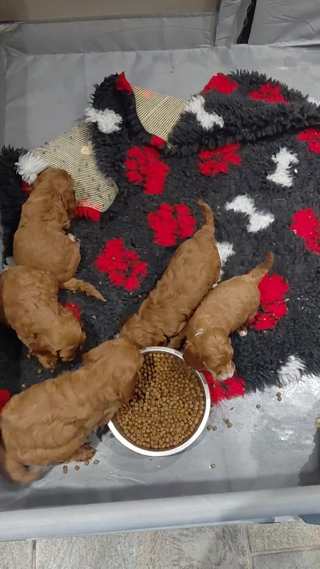 Cockapoo dogs for sale: Stunning Fox Red Cockapoo  - Video 3