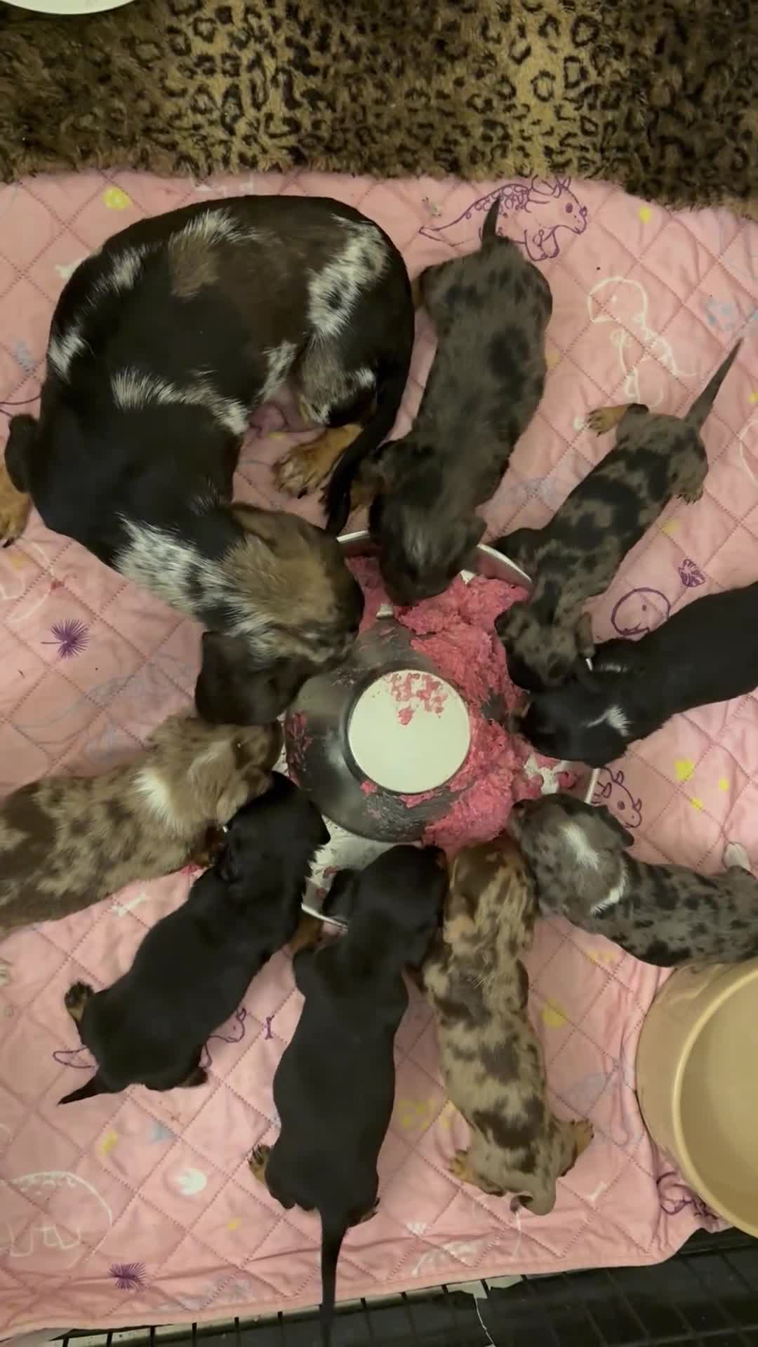 Miniature Dachshund dogs for sale: Stunning Silver & Chocolate Dapple Miniatures - Video 1