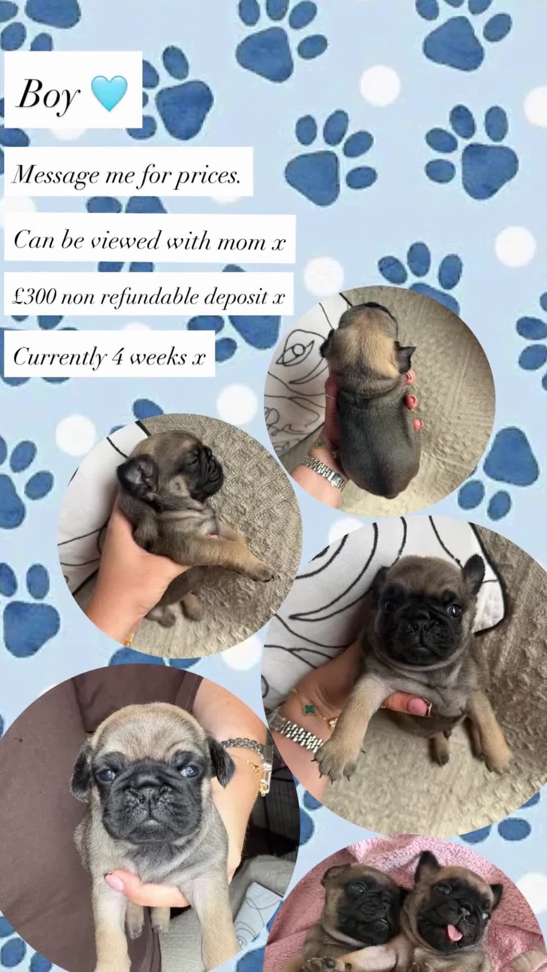 Pug dogs for sale: Pug puppies  - Video 1