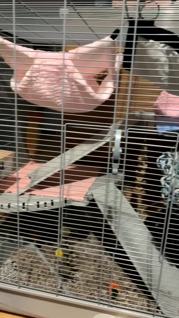 Rat rodents for sale: 2 female rats  in Bristol - Video 1