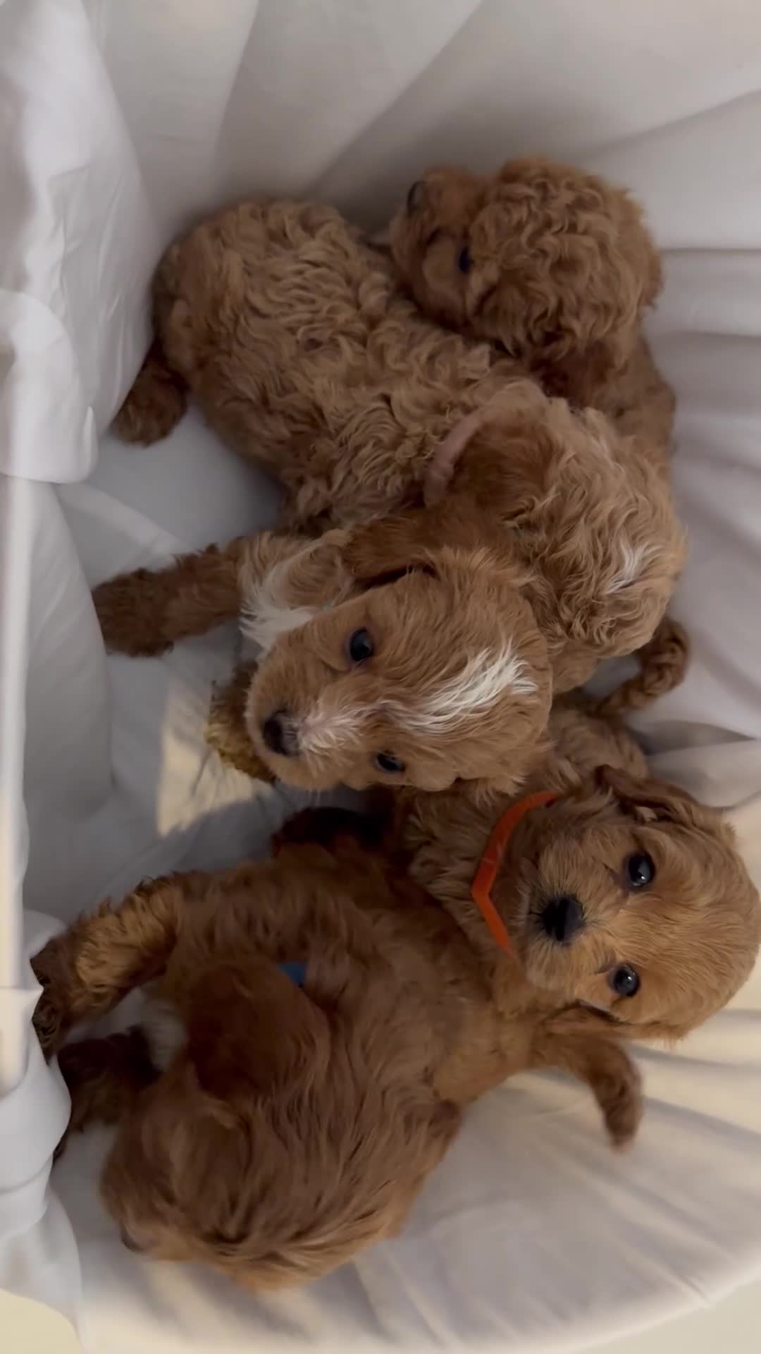Cavapoo dogs for sale: Asian toy poodle x toy cavapoo puppies  in Brentford - Video 1