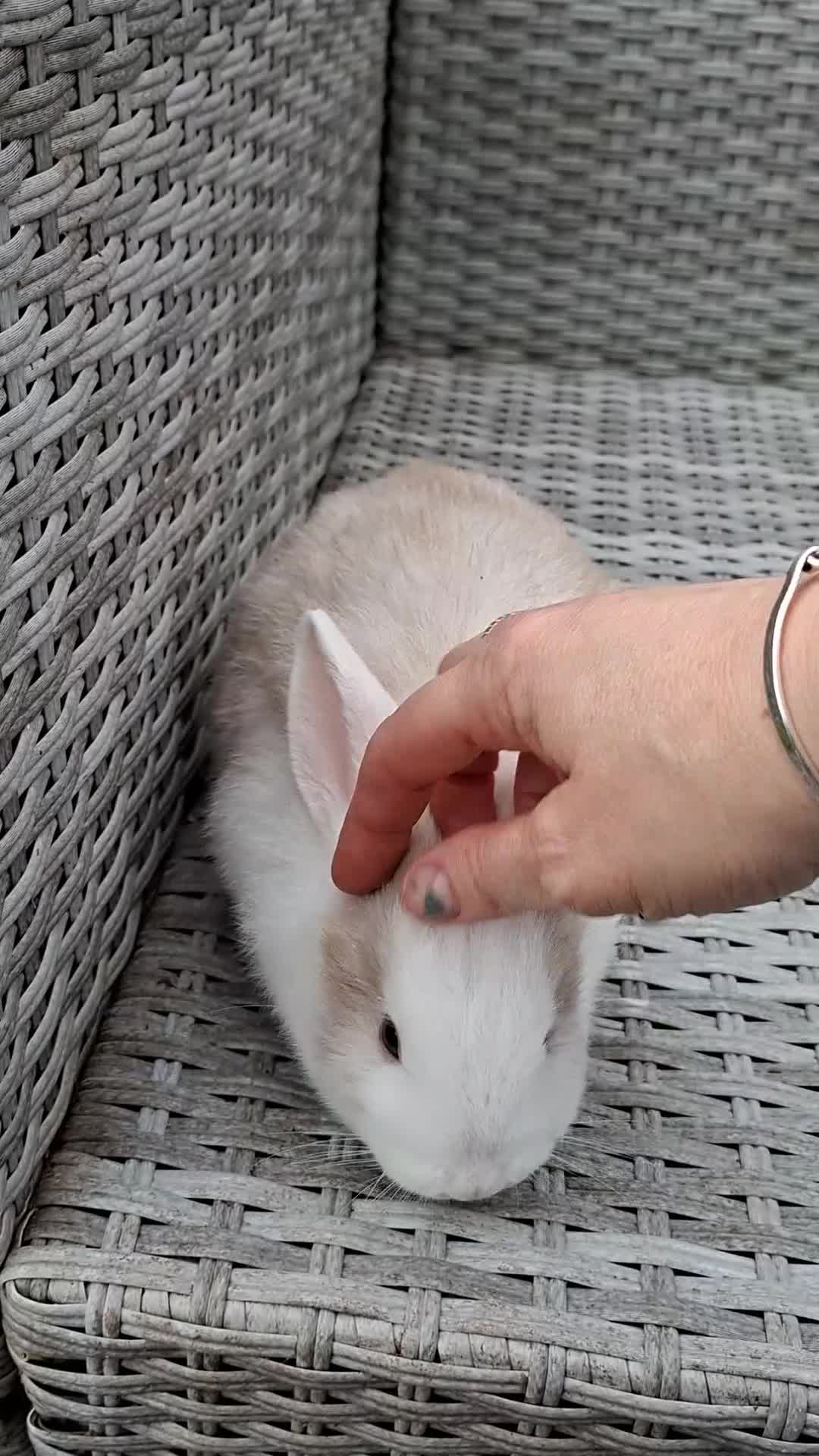Mixed Breed rabbits for sale: One beautiful boy for sale in Stoke-on-Trent - Video 1