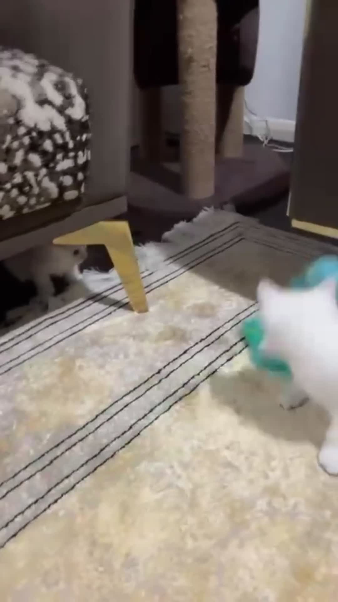 British Shorthair cats for sale: 2 lovely British short hair kitten girls - Video 2