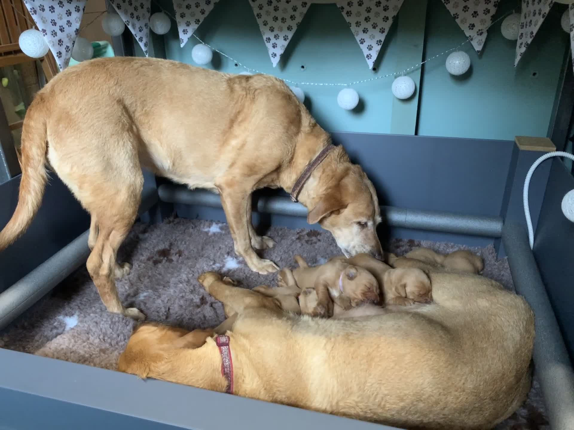 Labrador Retriever dogs for sale: Beautiful Fox Red Labrador Puppies - Video 1