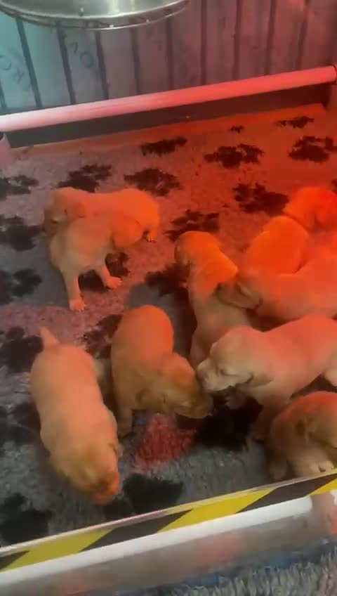 Labrador Retriever dogs for sale: Gorgeous KC Health Checked Labrador Puppies - Video 2