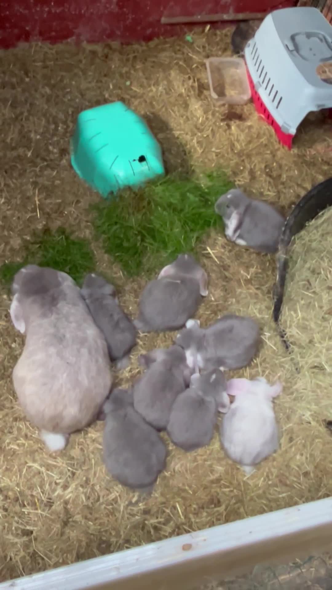 French Lop rabbits for sale: Stunning French lop bunnies  - Video 1
