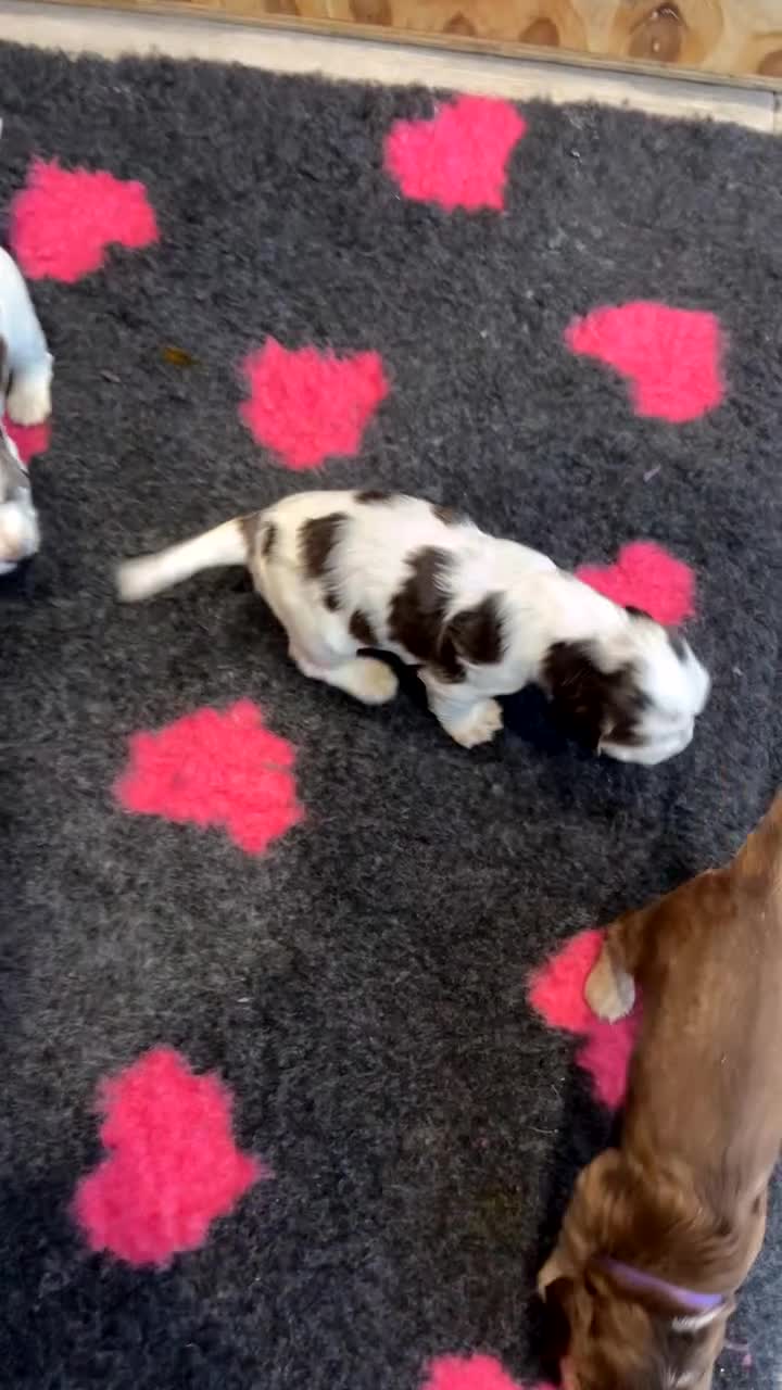 Cocker Spaniel dogs for sale: Cocker Spaniel Puppies - Video 1
