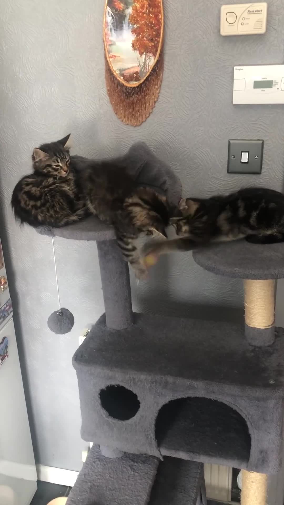 Mixed Breed cats for sale: Beautifully kittens ready for new home - Video 3