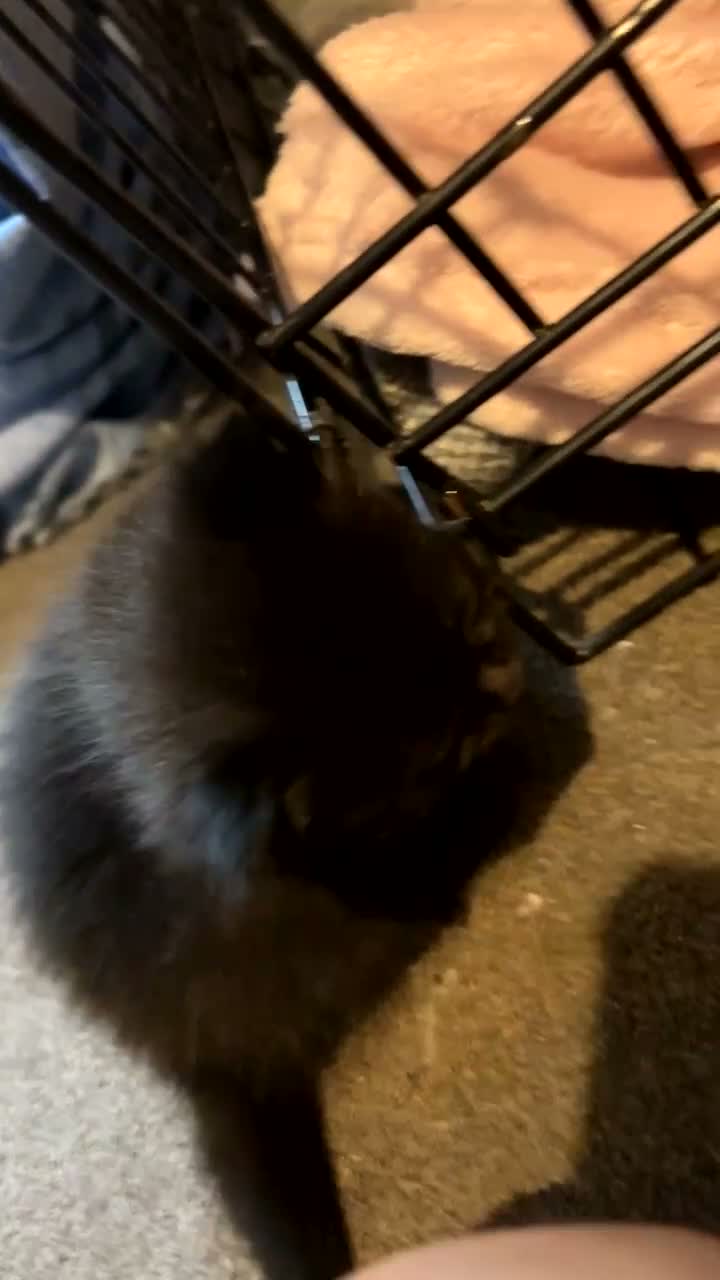 Mixed Breed cats for sale: Kittens for sale  - Video 4