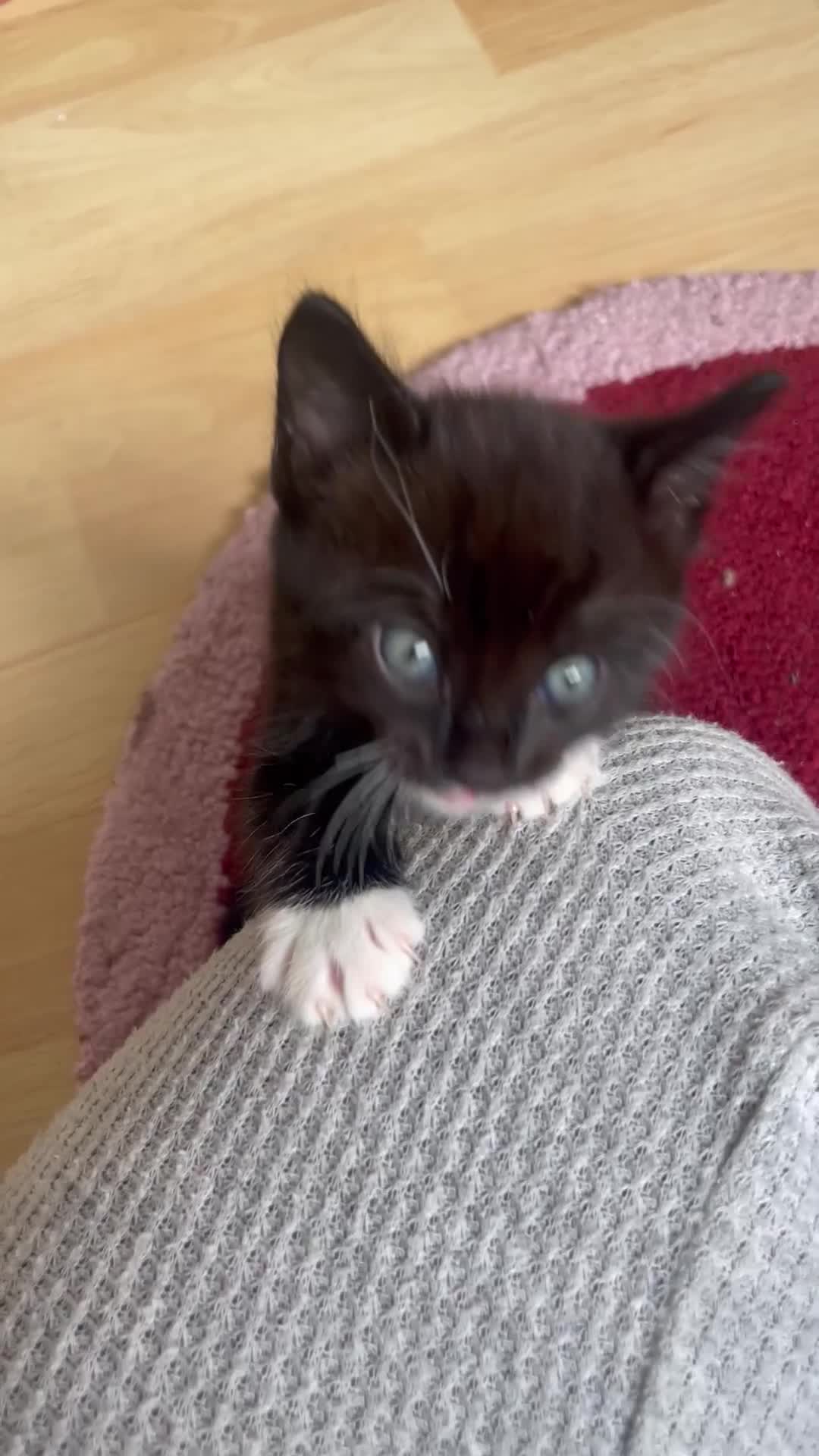 American Shorthair cats for sale: 4 male kittens for sale! - Video 3