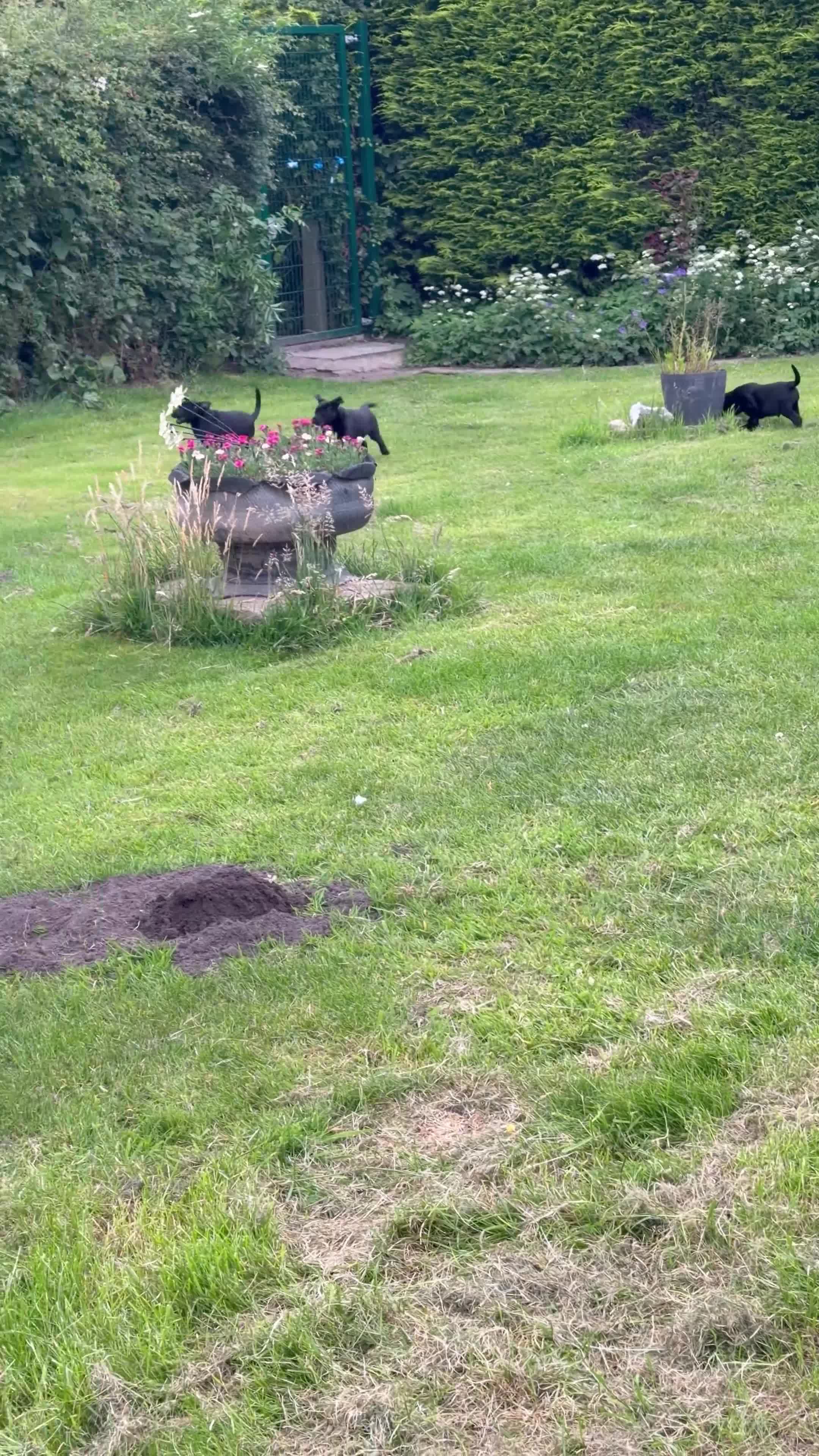 Labrador Retriever dogs for sale: Black, working line Labrador pups ready - Video 1
