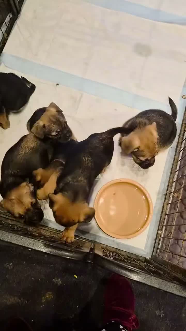 Mixed Breed dogs for sale: Gorgeous Fluffy Frenchy and Border Terrier mixed  - Video 1