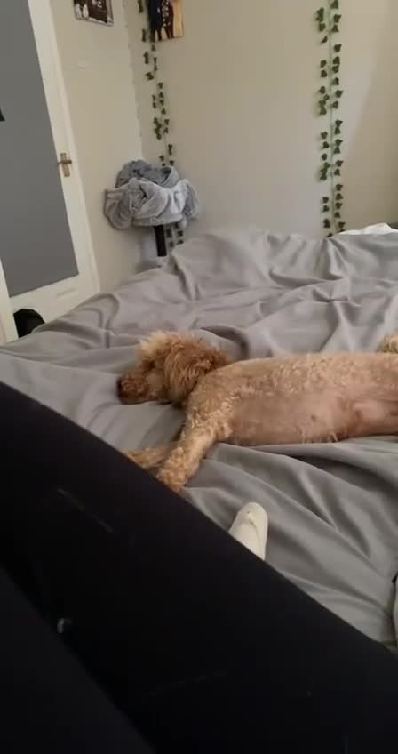 Cavalier King Charles Spaniel dogs for sale: 2 retired dogs Cavalier King Charles / poodle - Video 2