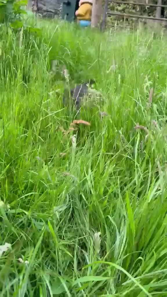 Mixed Breed dogs for sale: Kepie X collie pups for sale!!! - Video 3