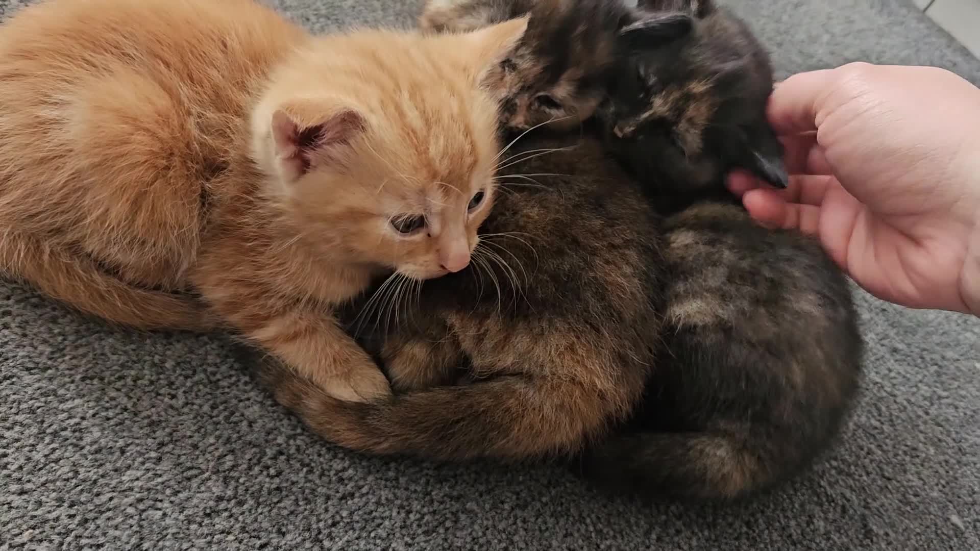 Mixed Breed cats for sale: Beautiful mixed ginger calico kittens for sale - Video 3