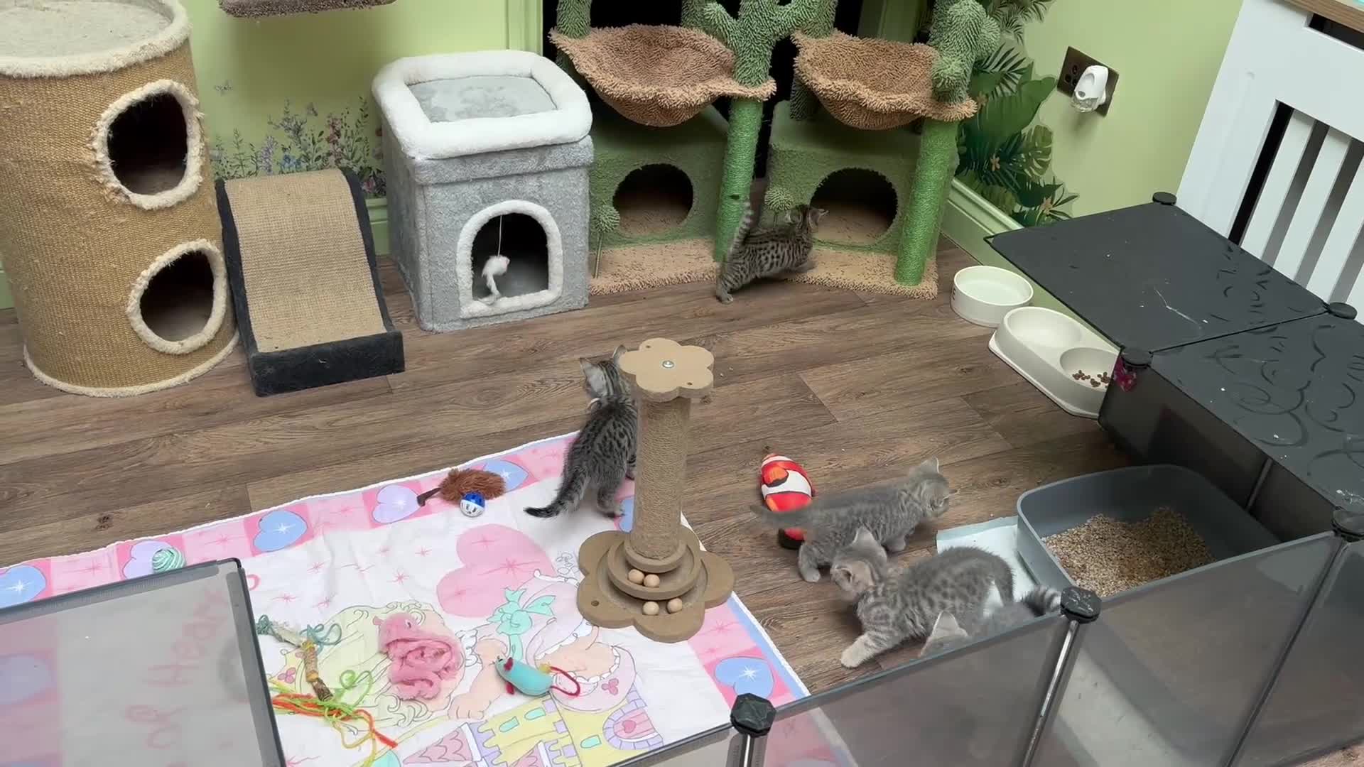 Scottish Fold cats for sale: Scottish fold/ Scottish striaght kittens  - Video 1