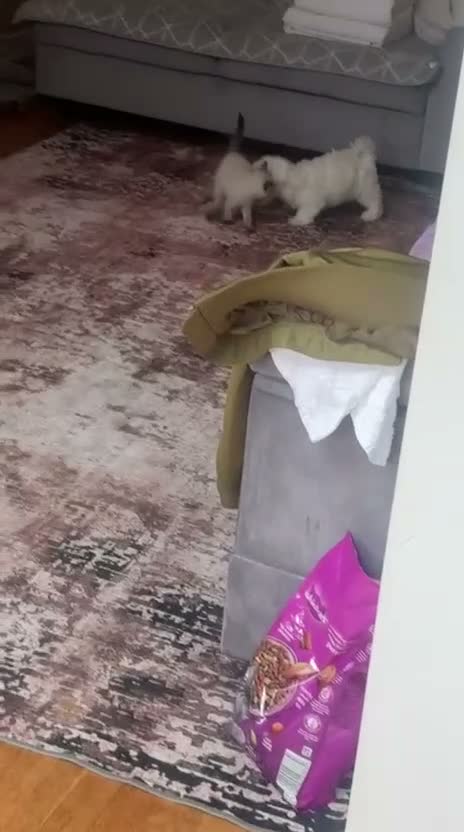 Bichon Frise dogs for sale: Beautiful bichon puppies  - Video 1