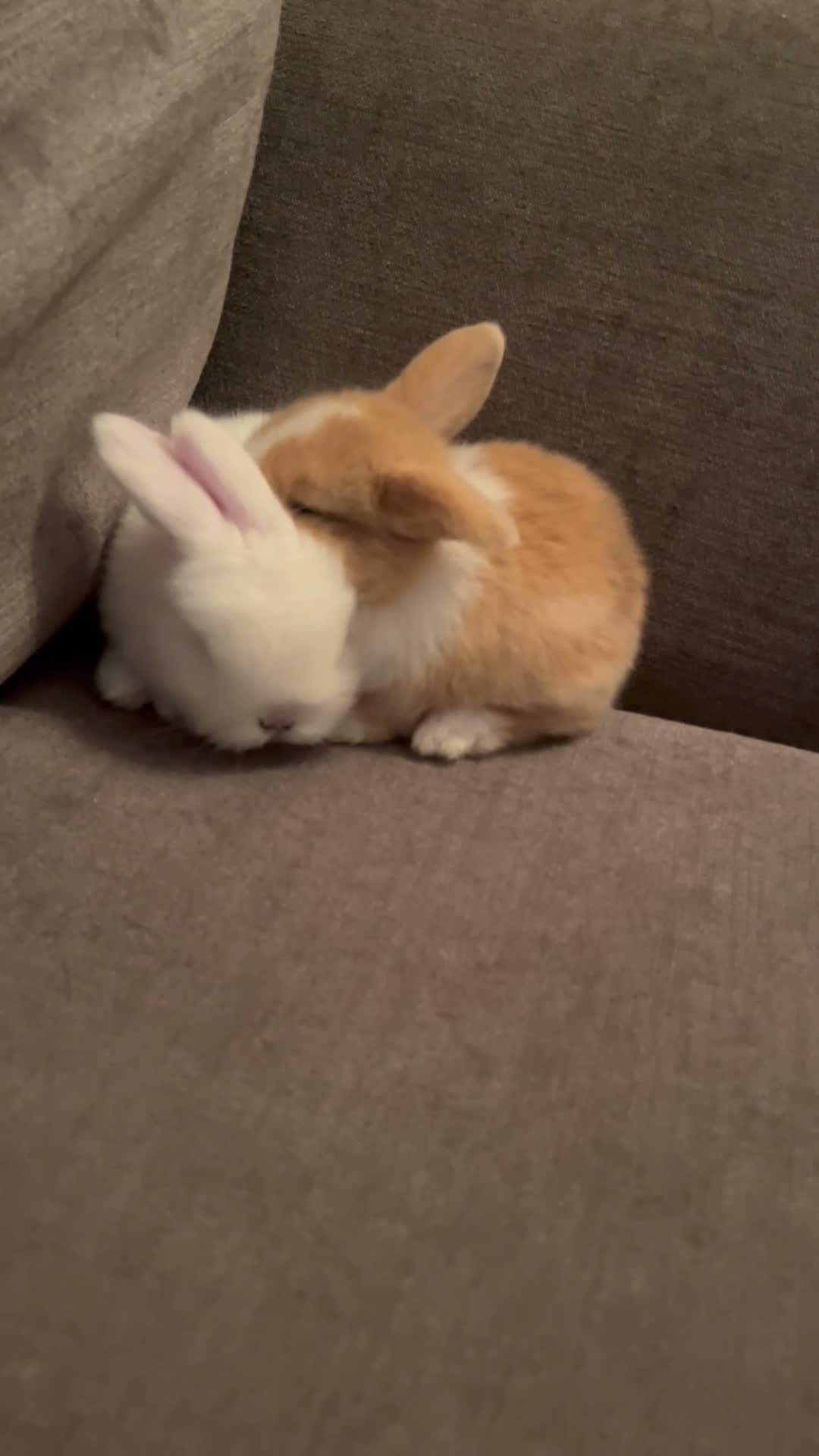 Cashmere Lop rabbits for sale: Cashmere Lops in Brentwood - Video 1