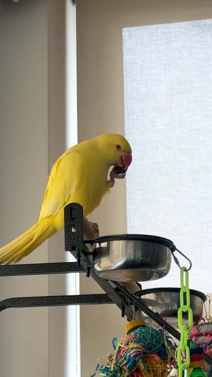 Ringnecks birds for sale: Lutino Semi Tame Indian Ringneck in Stanmore - Video 1