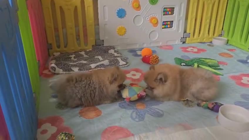 Pomeranian dogs for sale: 🔥XXXS🔥Pomeranian puppies🔥KC reg🔥for sale🔥 - Video 2