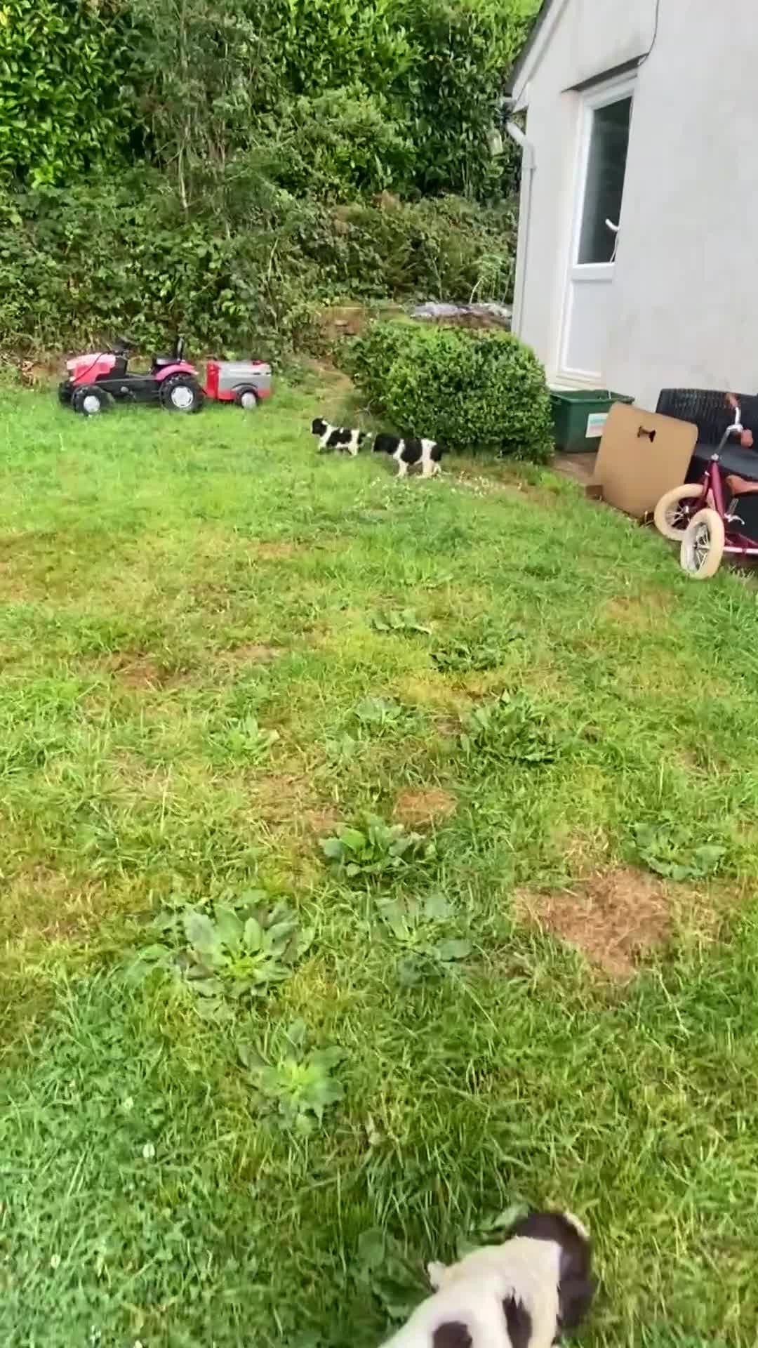 English Springer Spaniel dogs for sale: Working springer spaniels  - Video 2