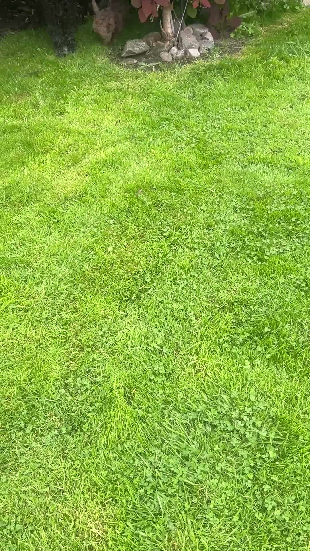 Bordoodle dogs for sale: F3b Golden Merle bordoodle minature boy - Video 1