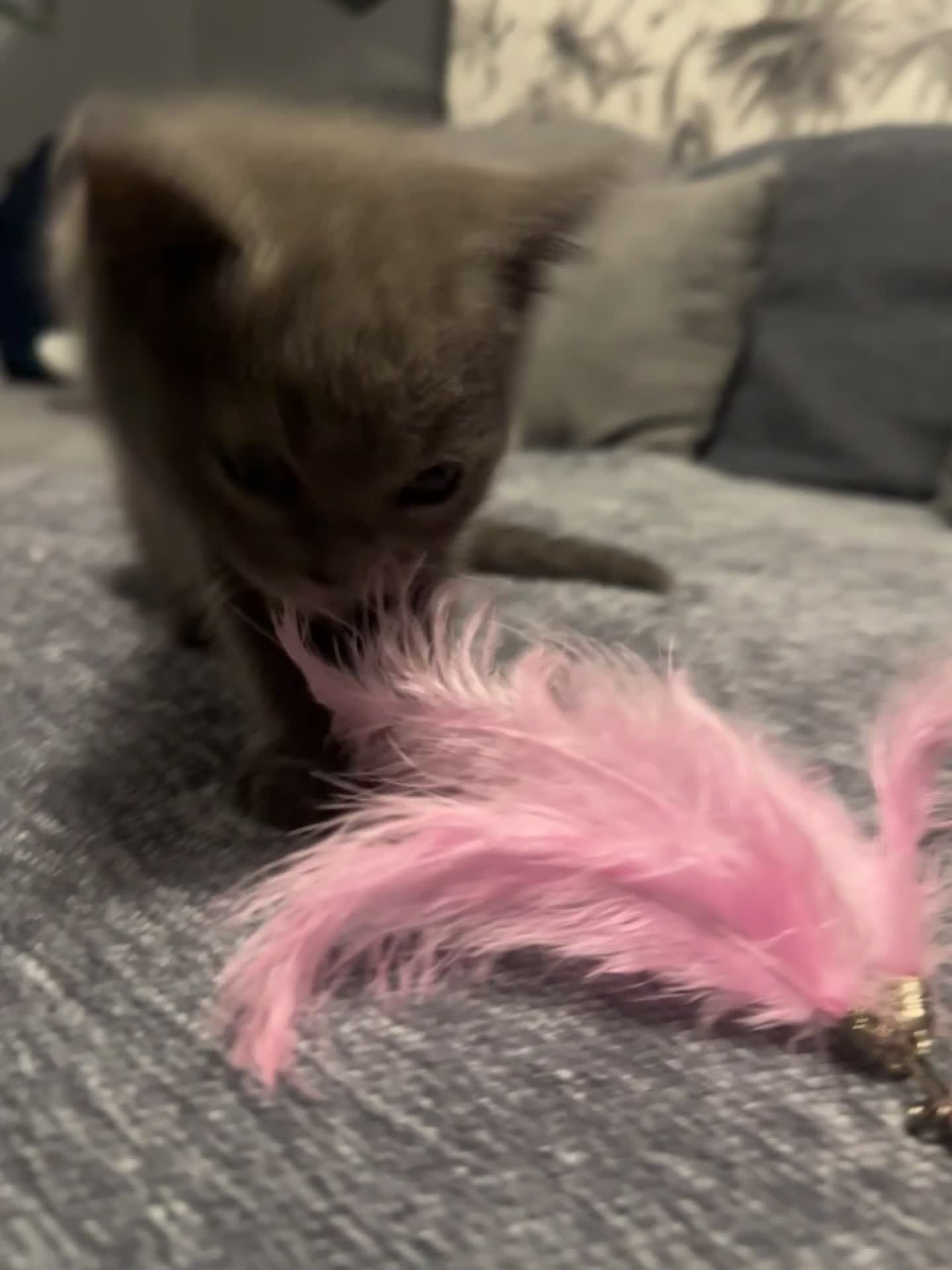 British Shorthair cats for sale: Two Beautiful British Shorthair  kittens for Sale - Video 1