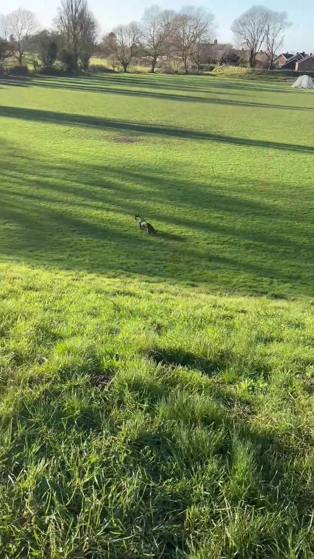 Mixed Breed dogs for sale: Zeus - Belgian malinois x Japanese Akita - Video 1