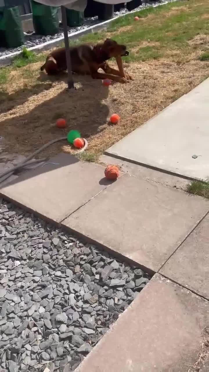 Mixed Breed dogs for adoption: Bonnie – Ball-obsessed bestie seeks forever home in Birmingham - Video 2