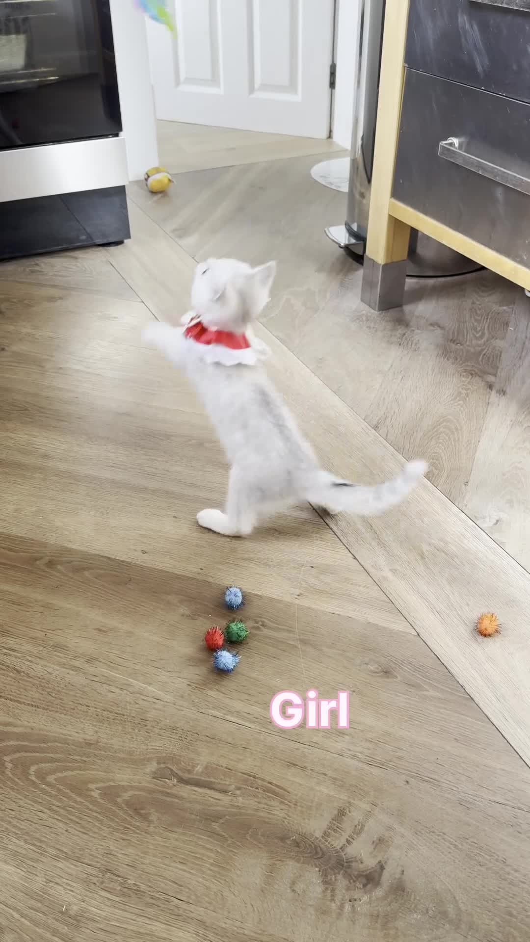 Scottish Fold cats for sale: Scottish Straight Girl  - Video 1