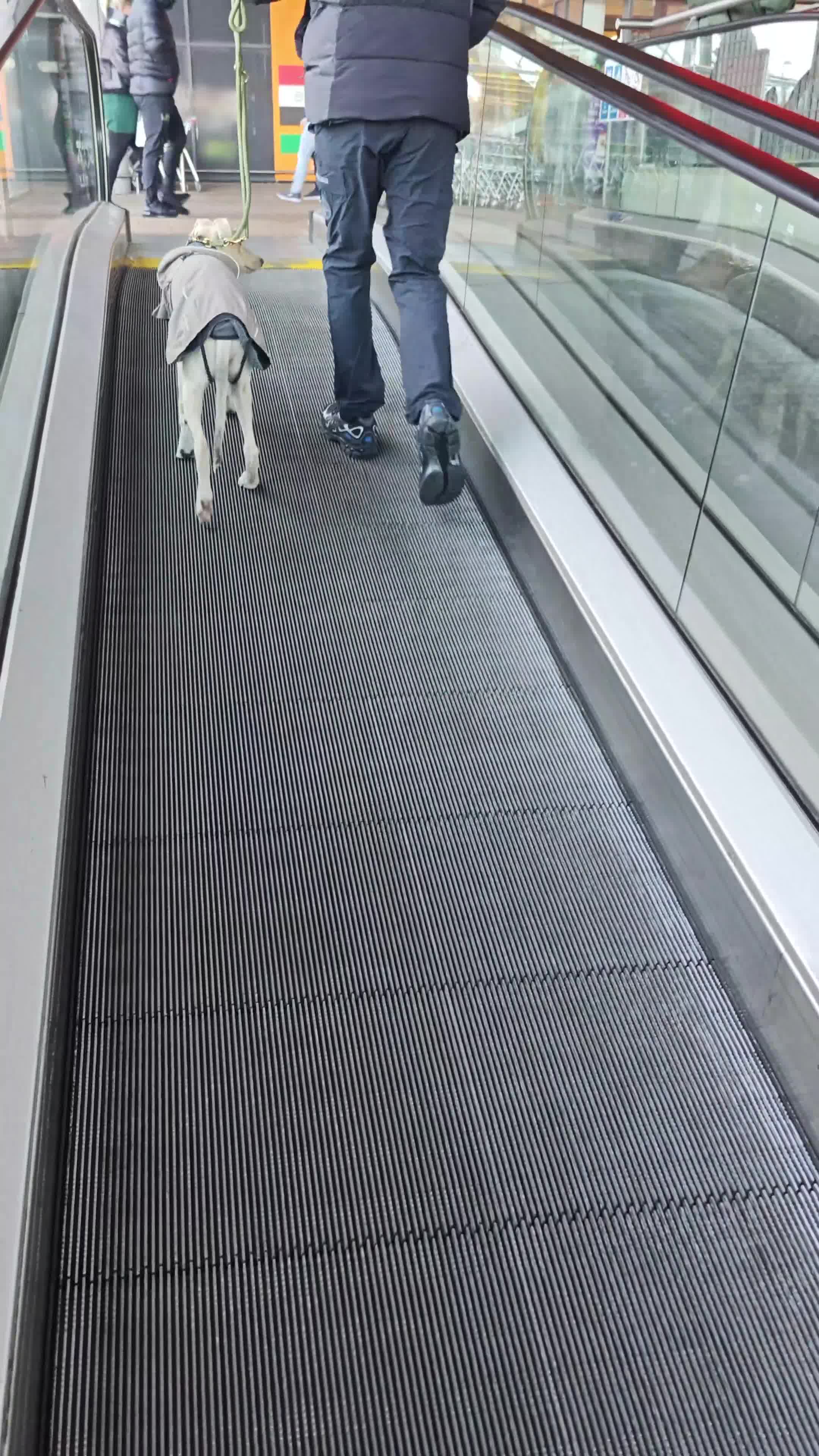 Lurcher dogs for sale: Absolutely stunning lurcher  - Video 1