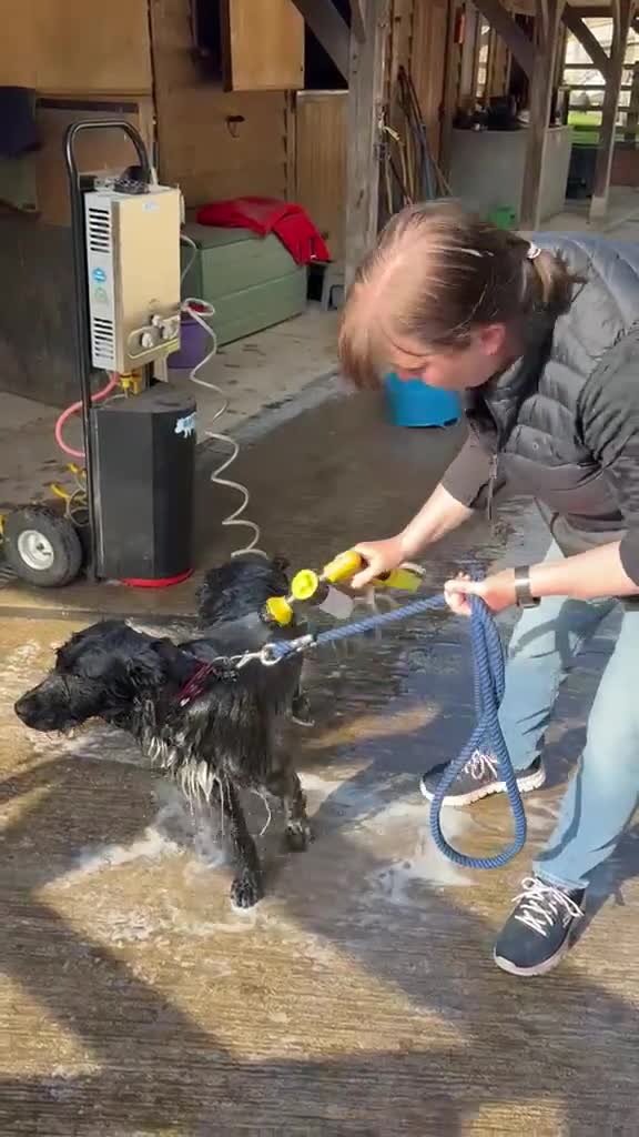 Mixed Breed dogs for adoption: WILF - CEO OF HAPPINESS 😄 - Video 4