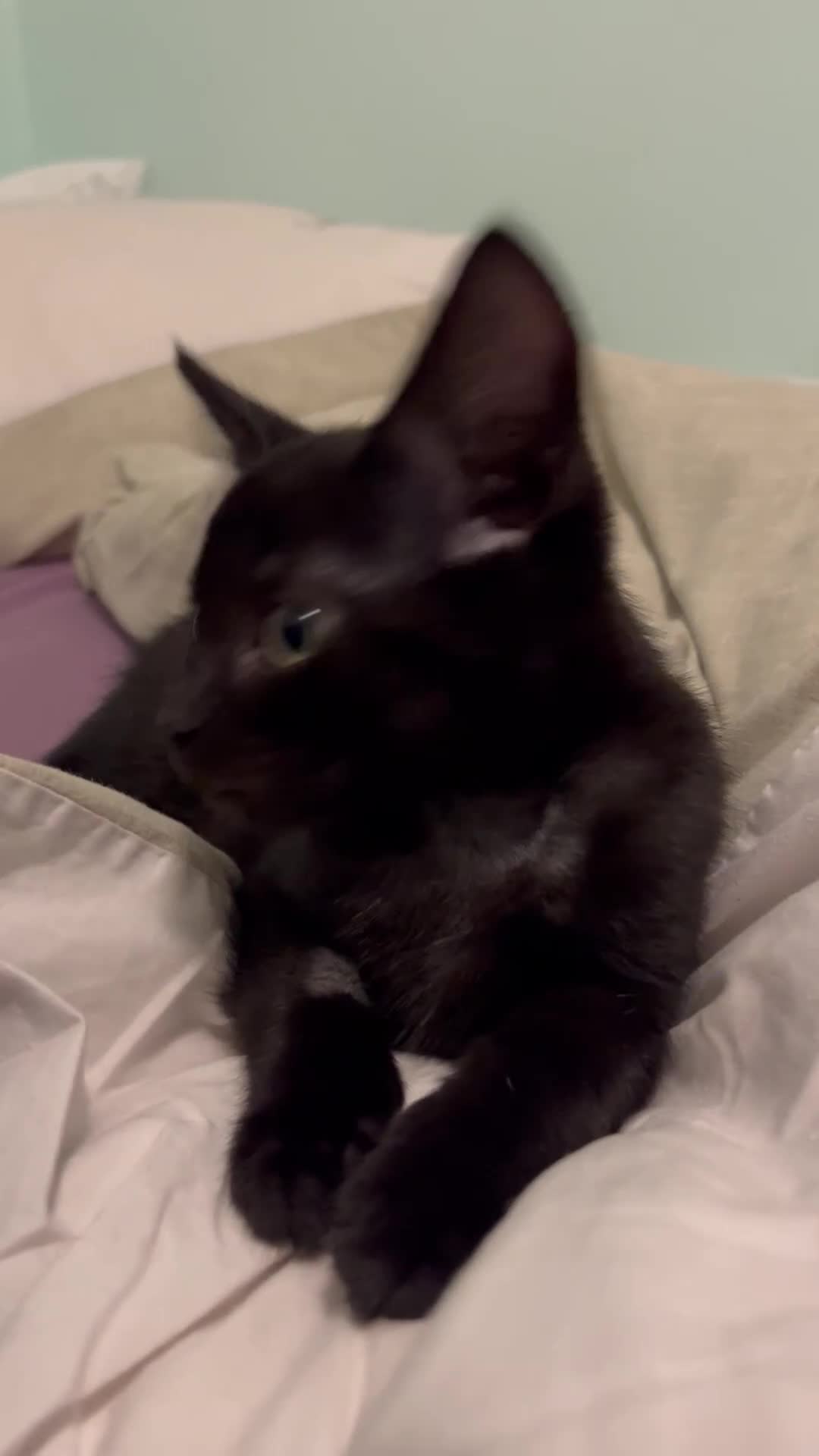 Mixed Breed cats for sale: Male black kitten - ready now - Video 1