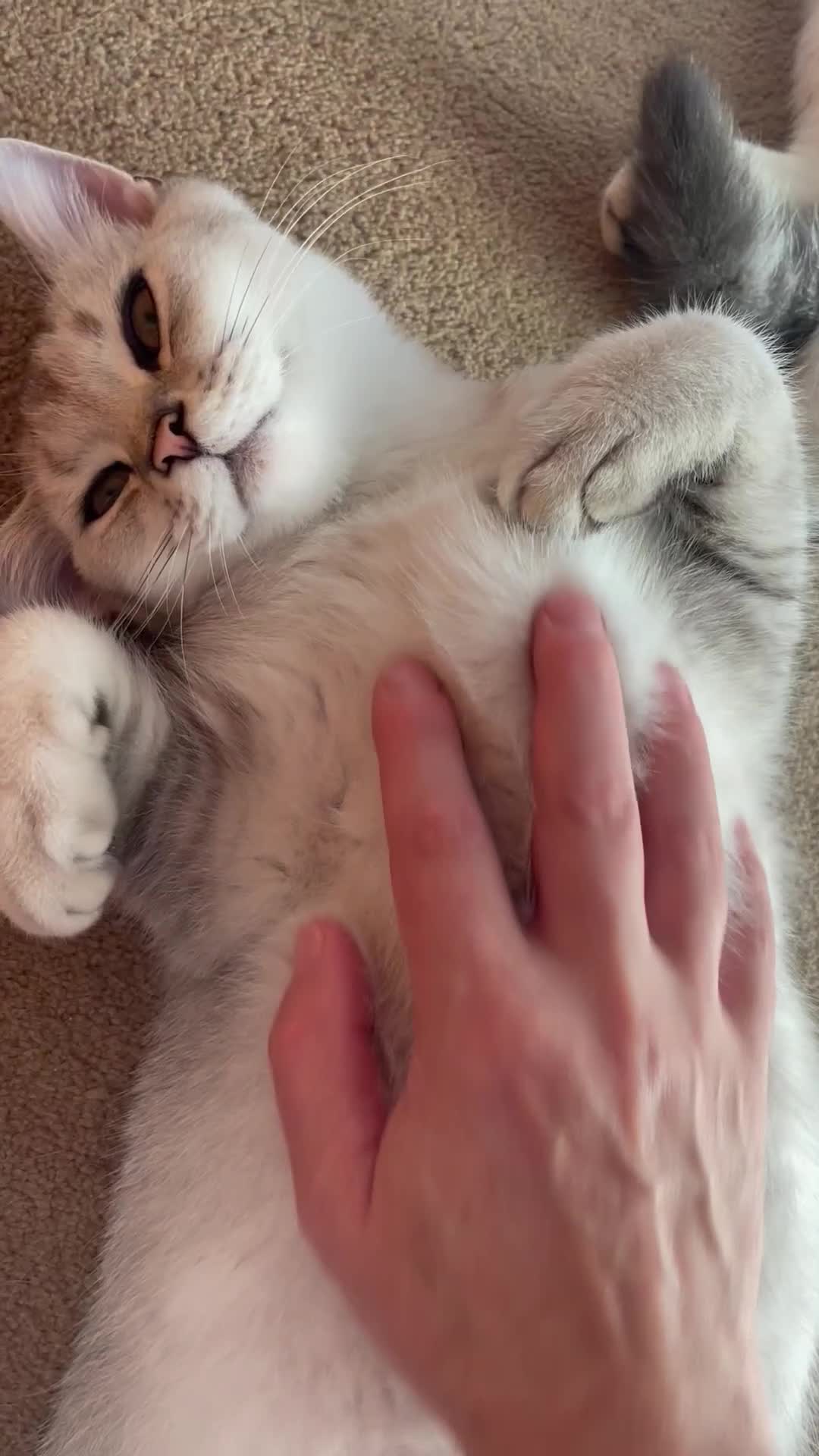 Scottish Fold cats for sale: Scottish fold - Video 1