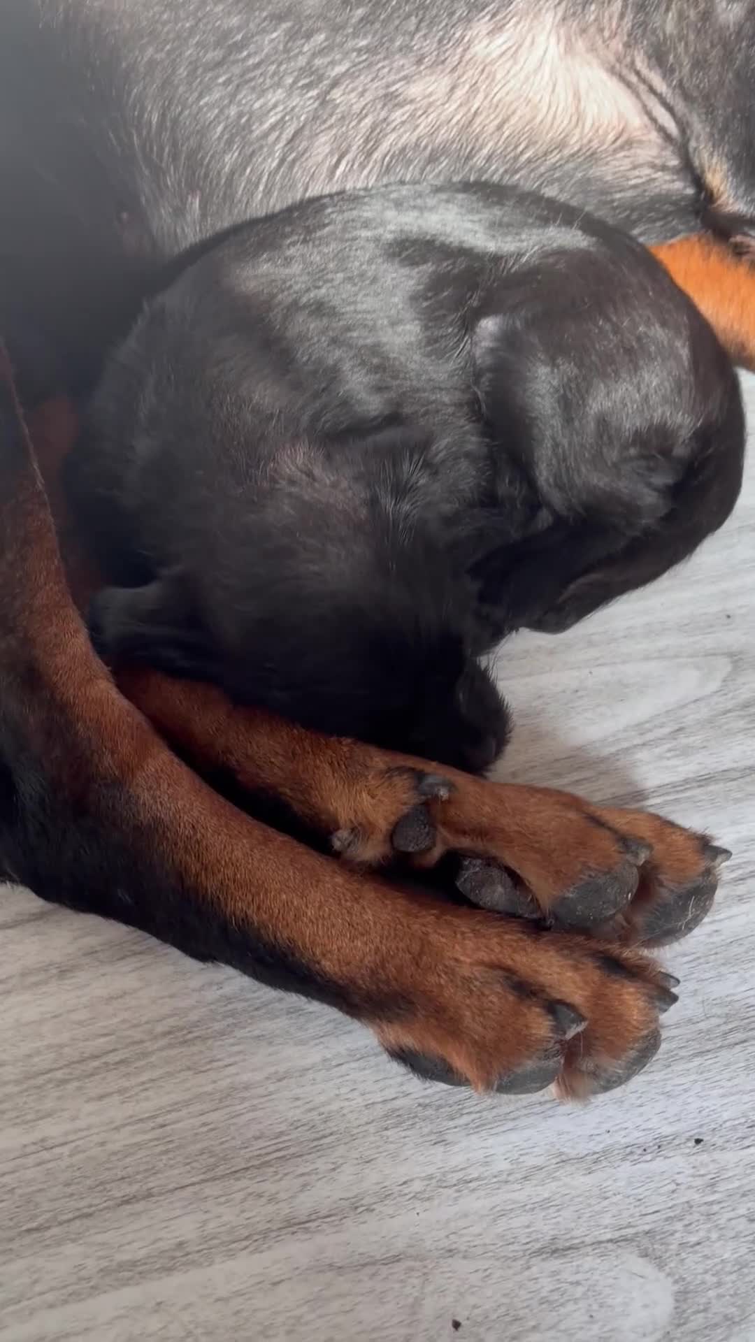 Mixed Breed dogs for sale: Lovely little Denzel - Video 1