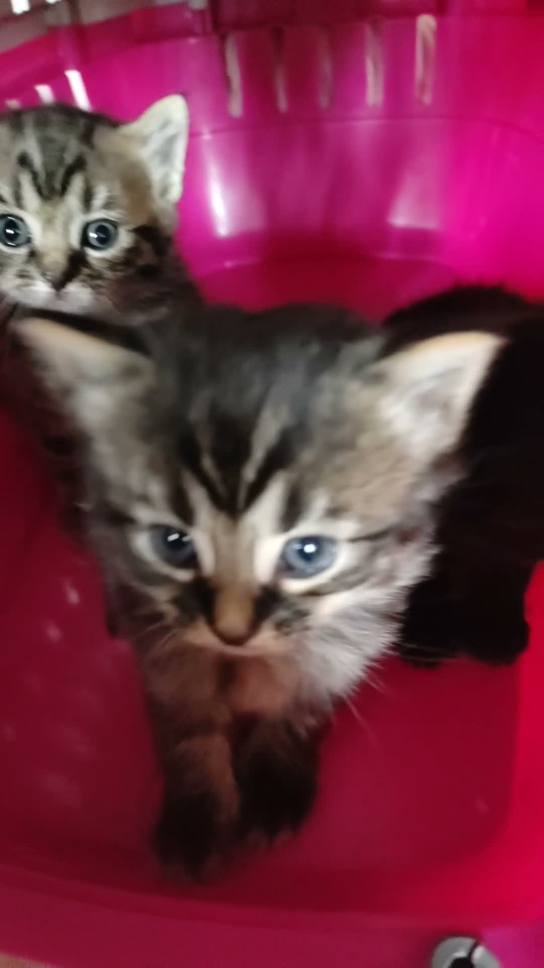 Mixed Breed cats for sale: 5 beautiful kitten's  - Video 1
