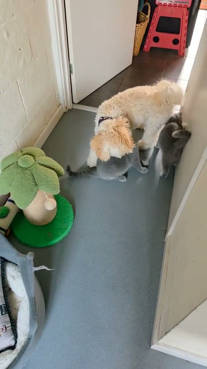 British Shorthair cats for sale: Only 1 boy💙and  1 girl🤎 left - Video 2