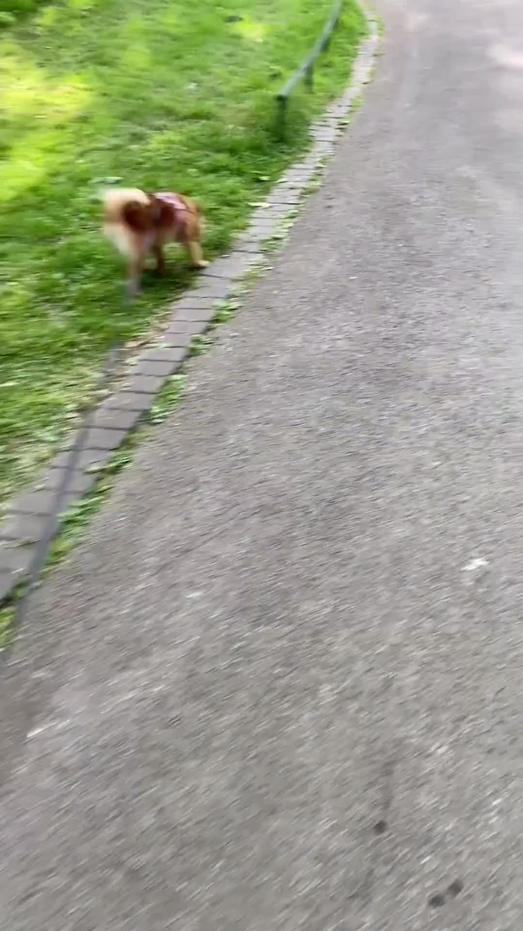 German Spitz dogs for sale: German spitz 🐾🐶🎀 - Video 4