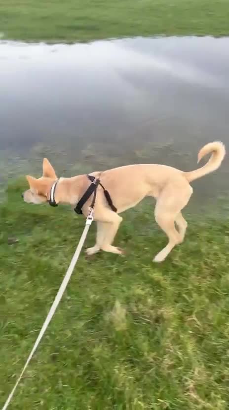 Mixed Breed dogs for sale: Wonderful Susie looking for her family  in Sunbury-on-Thames - Video 4