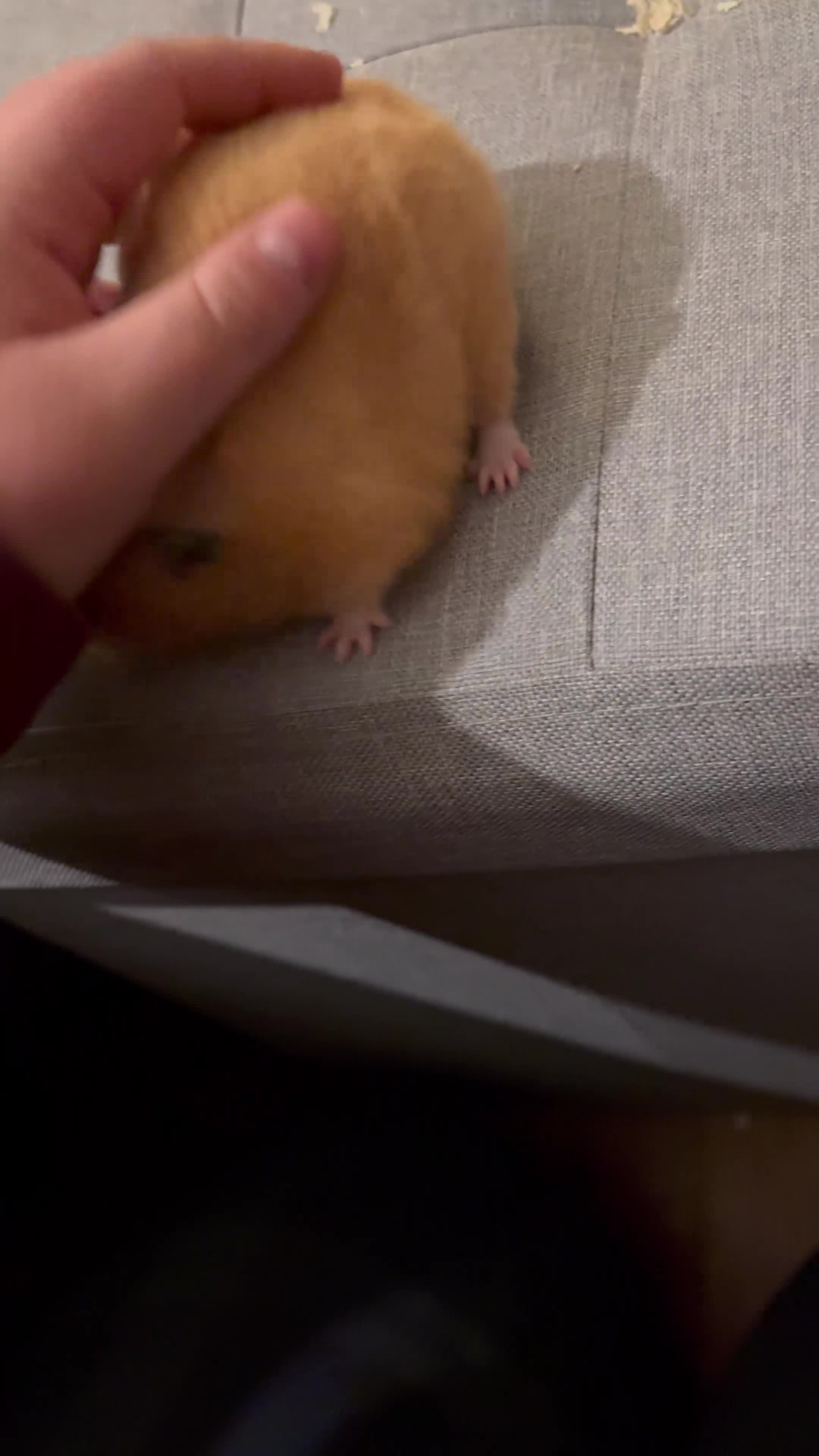 Hamster rodents for sale: Pedigree, tame Syrian hamster   - Video 1